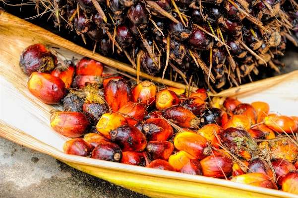 Foto Alam tanaman buah pohon palem