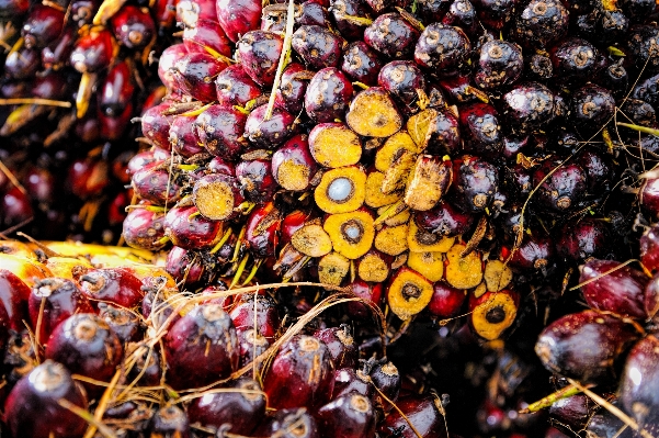 Foto Alam tanaman buah beri