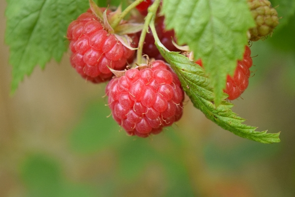 Natur anlage himbeere frucht Foto