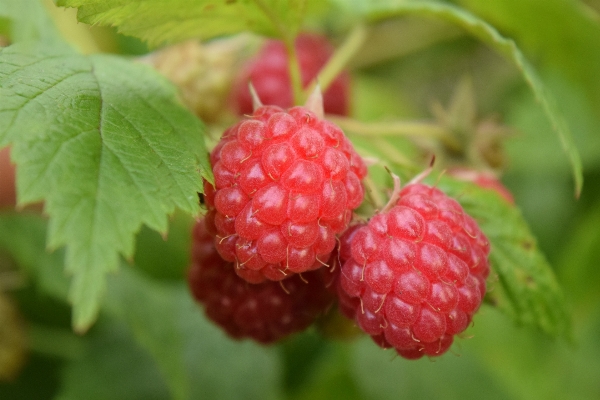 Natur anlage himbeere frucht Foto