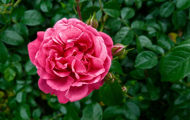 Plant flower petal rose Photo