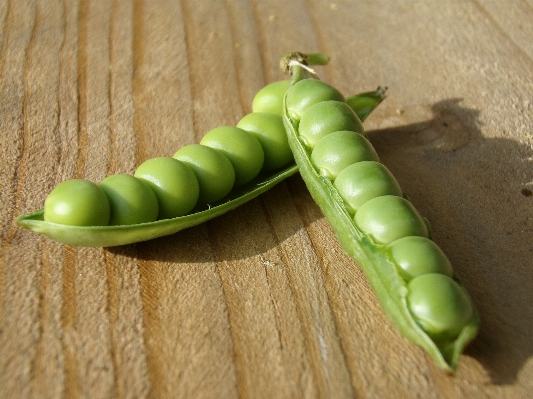 Plant wood fruit food Photo