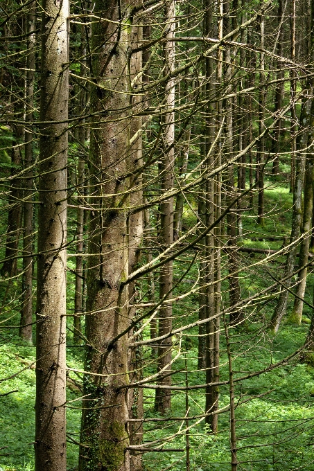 Albero natura foresta selvaggia
