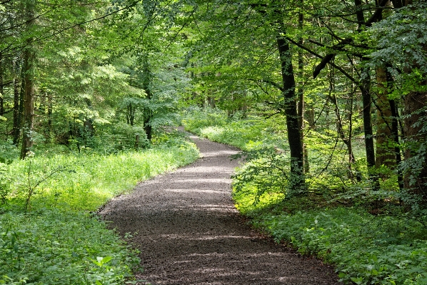 Foto Albero natura foresta escursionismo
