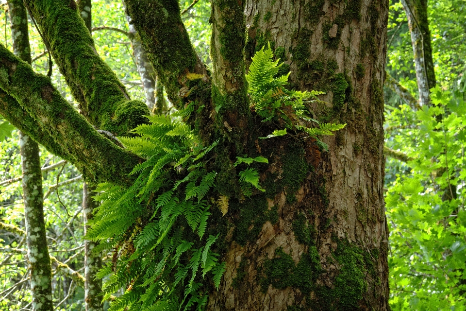 Tree nature forest branch