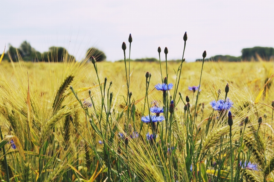 Landscape nature grass blossom