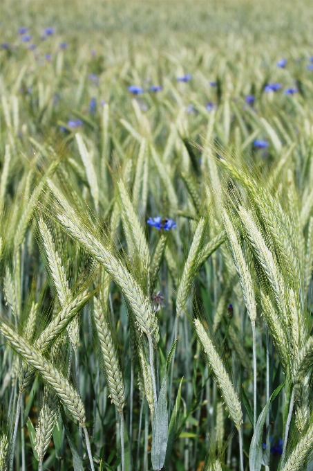 Landscape nature grass plant