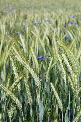 Landscape nature grass plant Photo