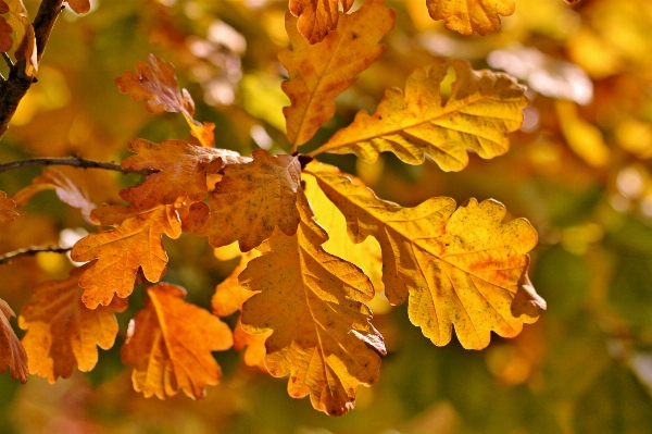 Tree nature branch plant Photo