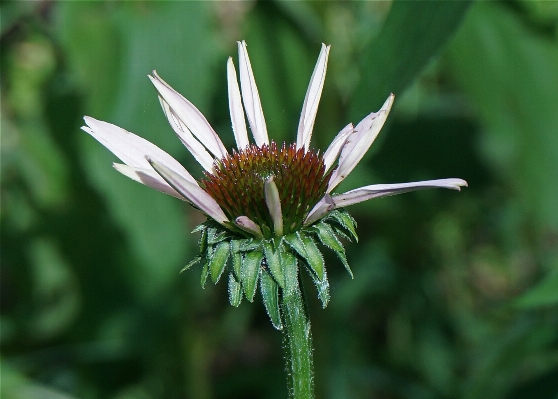 Nature plant meadow leaf Photo