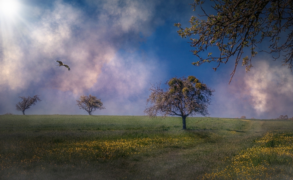 Landscape tree nature forest