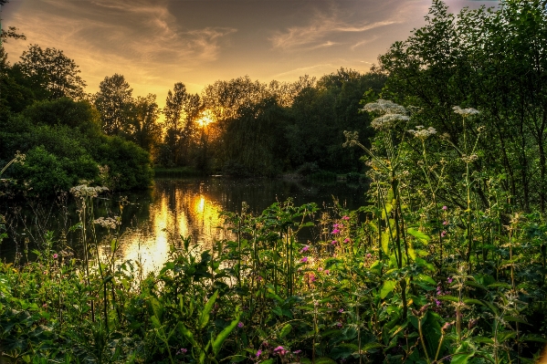 Landscape tree nature forest Photo