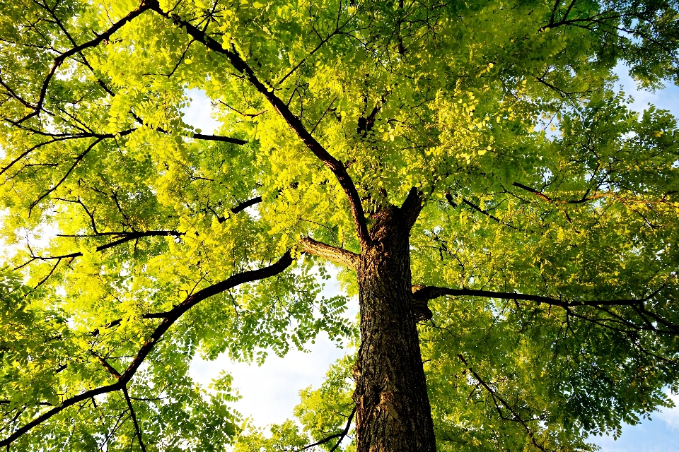 Tree forest branch plant