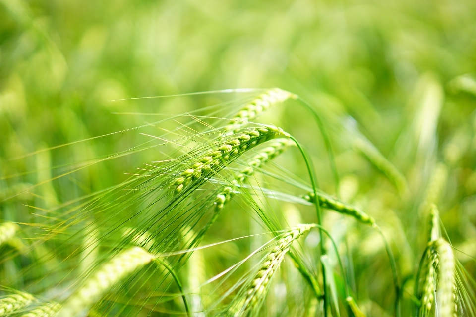 Nature grass plant field