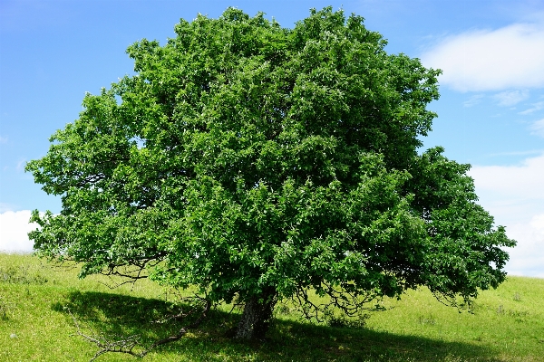 Baum anlage blume produzieren Foto