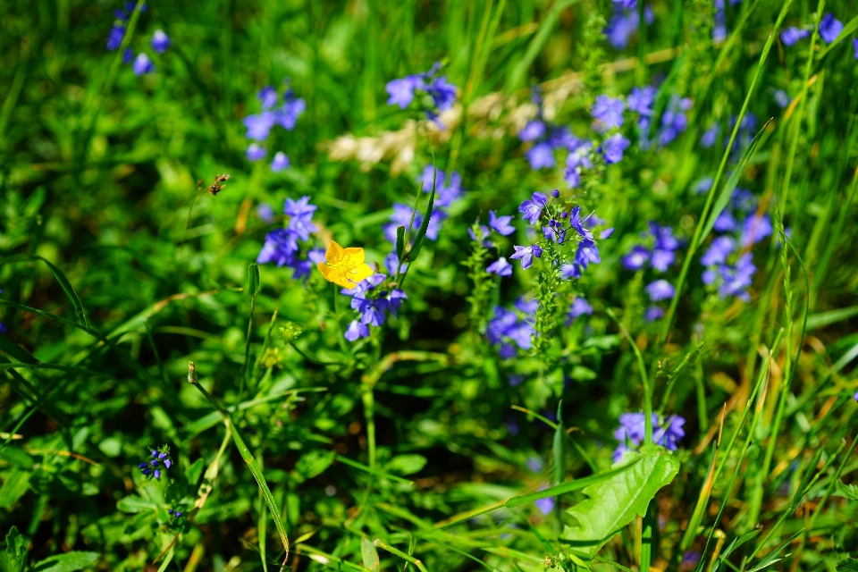 Naturaleza césped planta prado
