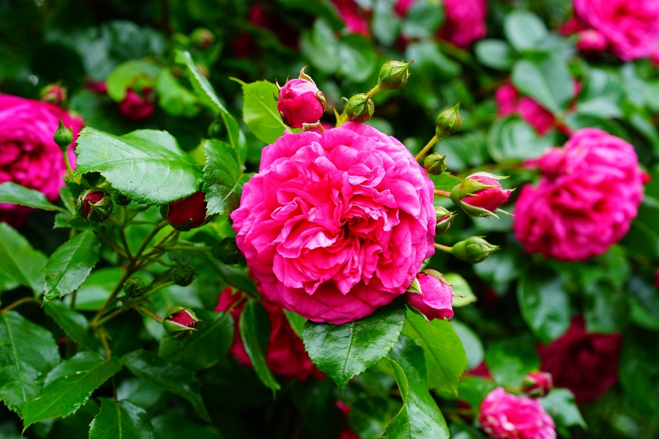 Blossom plant flower petal