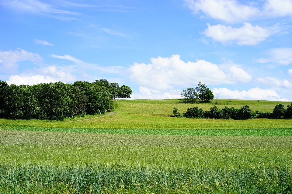 Landscape tree nature forest