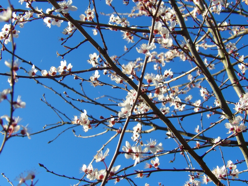 Arbre bifurquer fleurir usine