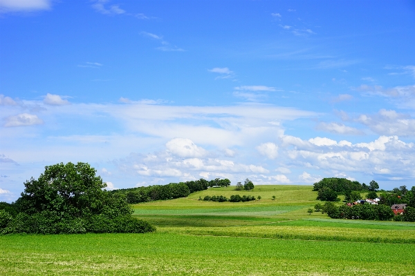 Landscape tree nature grass Photo