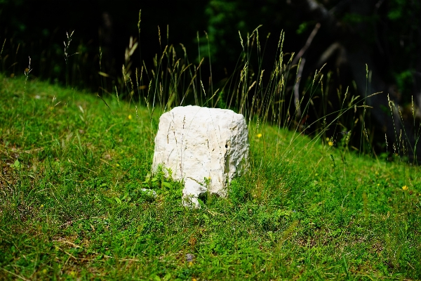 木 自然 森 草 写真