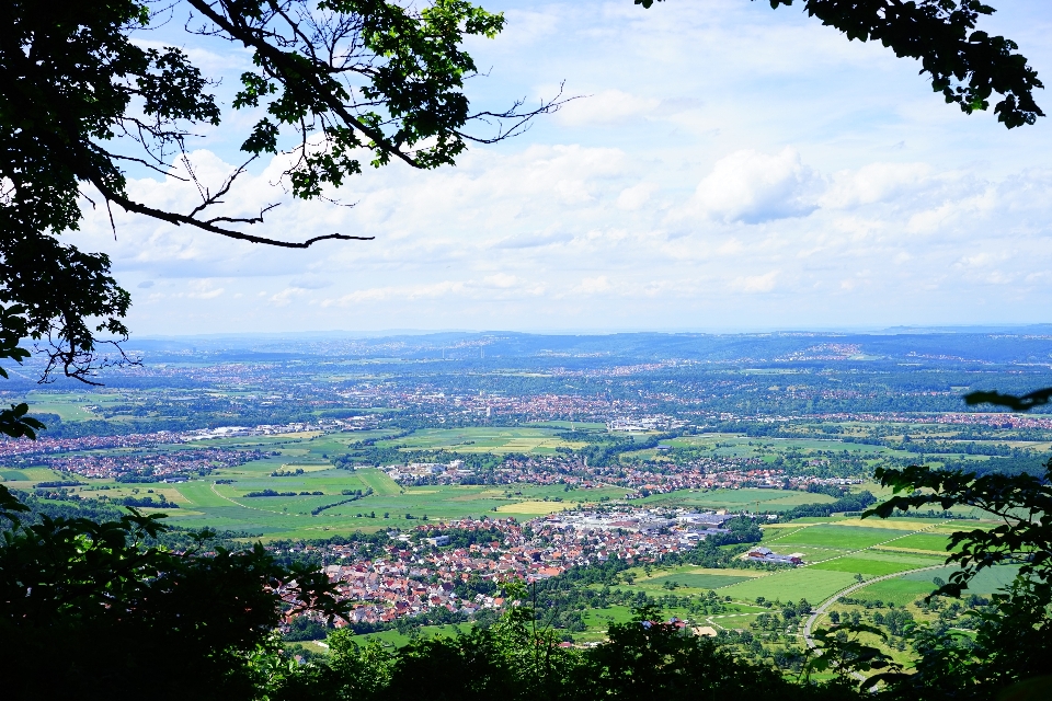 Lanskap pohon alam gunung