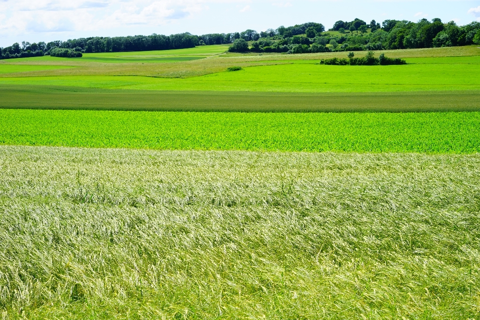 Krajobraz natura trawa zakład