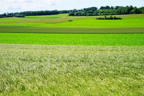 Landscape nature grass plant Photo