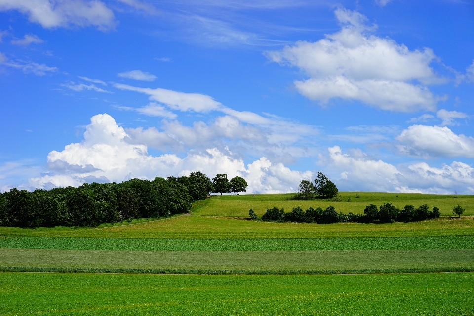 Landscape nature forest grass