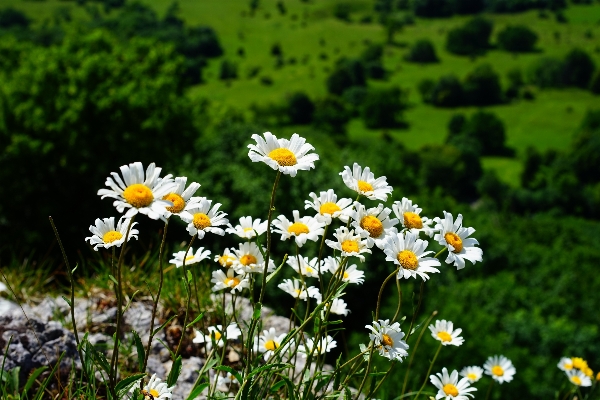 Nature grass plant white Photo