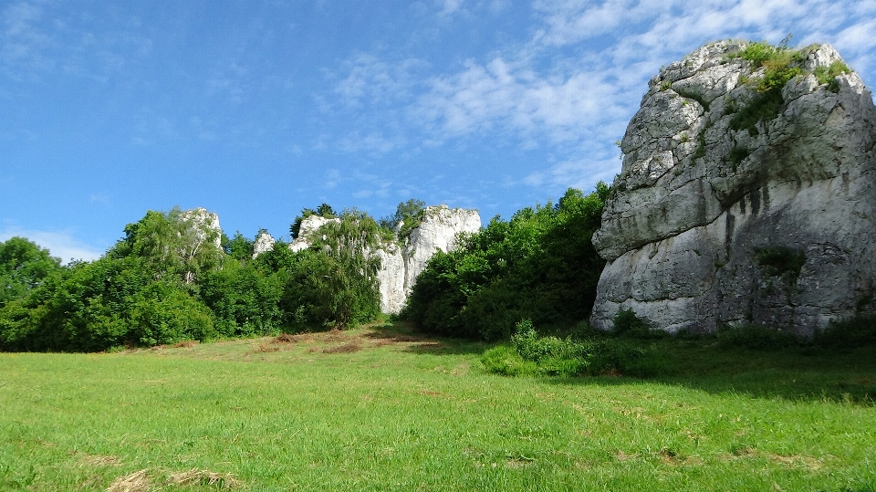 Paesaggio albero natura erba