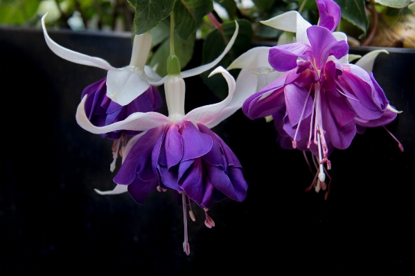 Foto Plantar flor pétala primavera