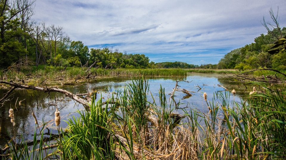 Paysage eau nature herbe