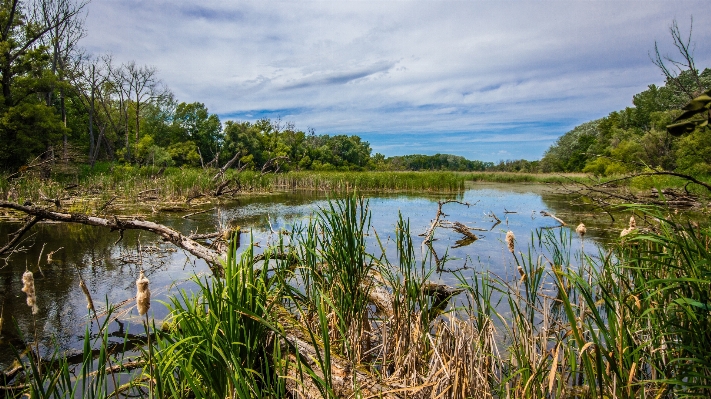 Landscape water nature grass Photo