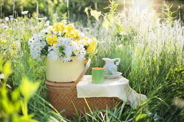 Nature grass coffee plant Photo