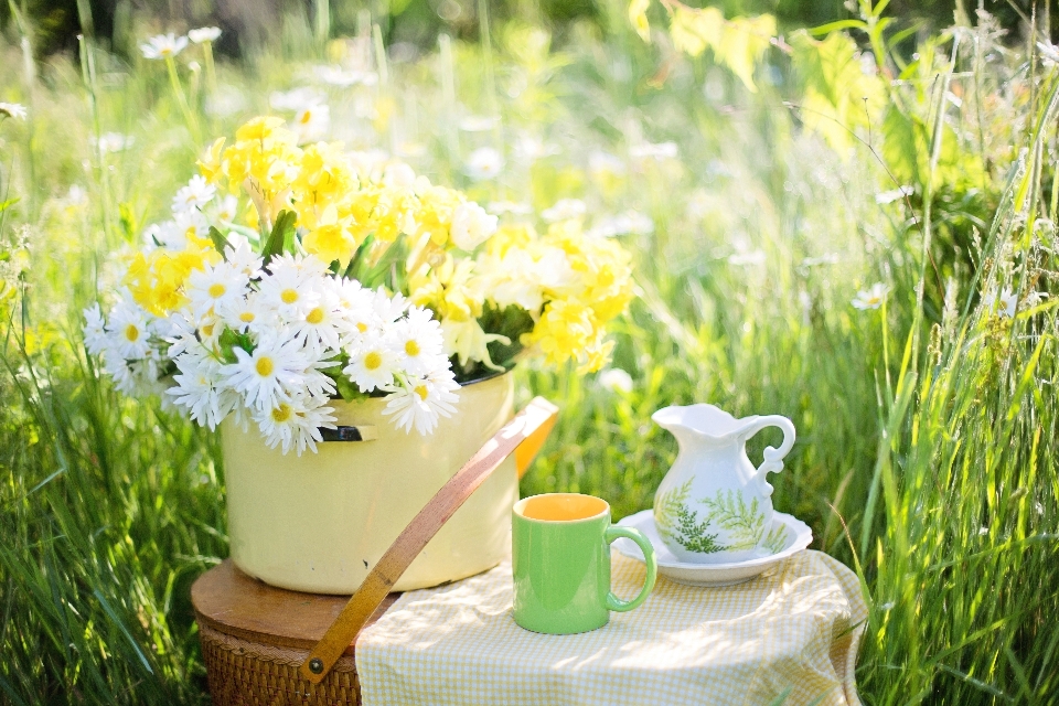 Nature grass coffee plant