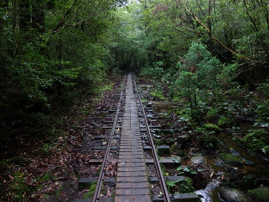 Tree nature forest wilderness Photo