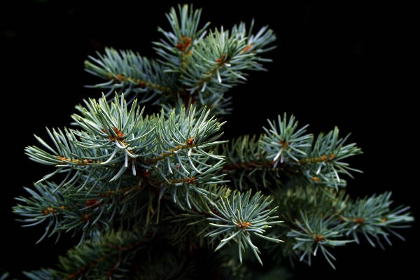 Tree branch plant leaf Photo