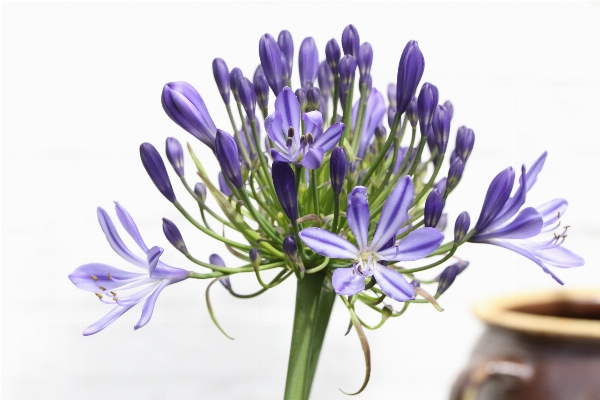 Blossom plant flower purple Photo