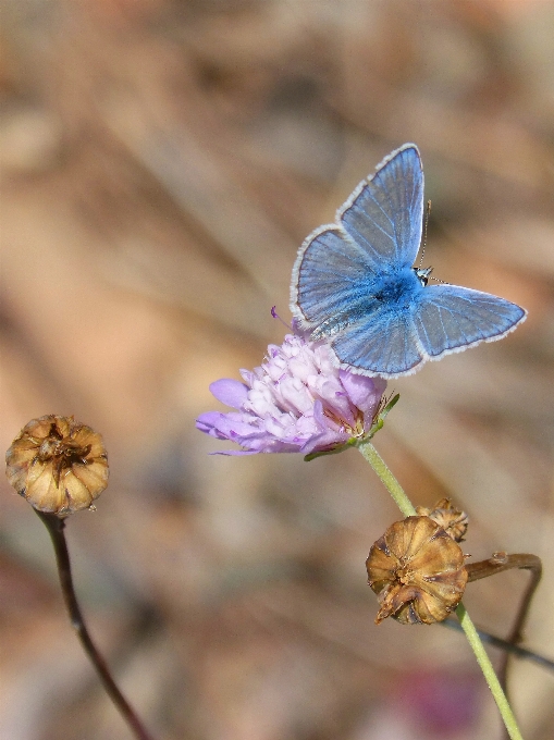 Natur blüte anlage fotografie