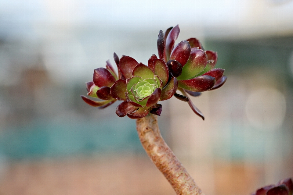 Baum natur zweig blüte