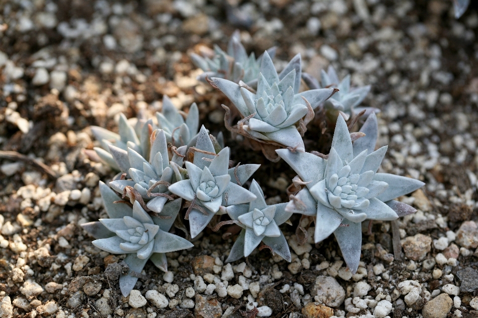 Naturaleza cactus
 planta hoja