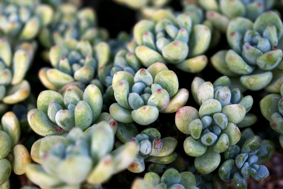 Natura cactus
 pianta fiore