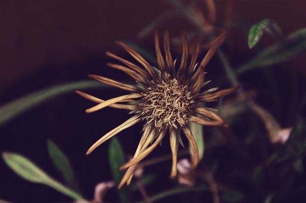 Nature grass plant photography Photo