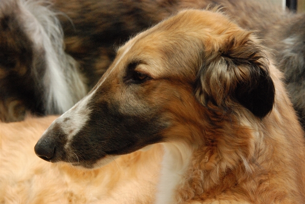 Foto Perro animal mascota marrón