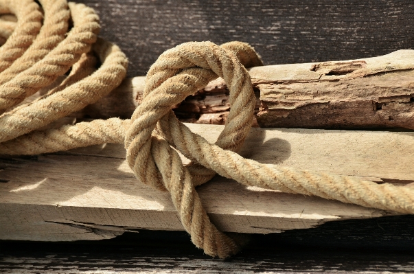 Driftwood branch dew rope Photo