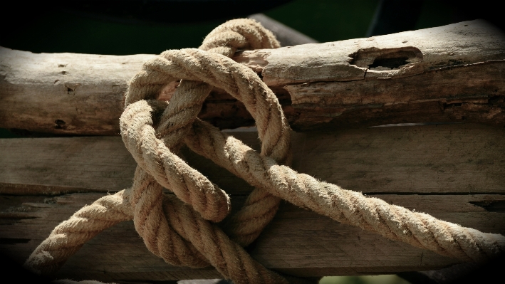 Driftwood branch dew rope Photo