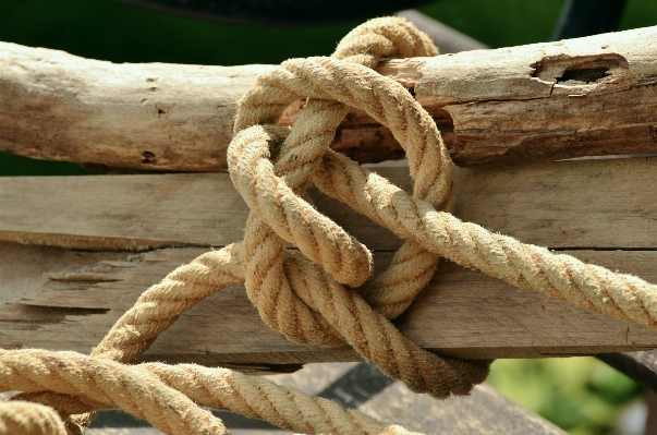 Driftwood branch dew rope Photo