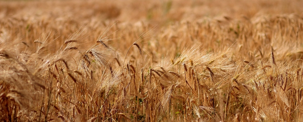 Plant field barley wheat Photo