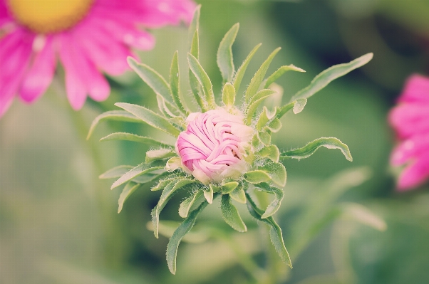 Natur blüte anlage fotografie Foto